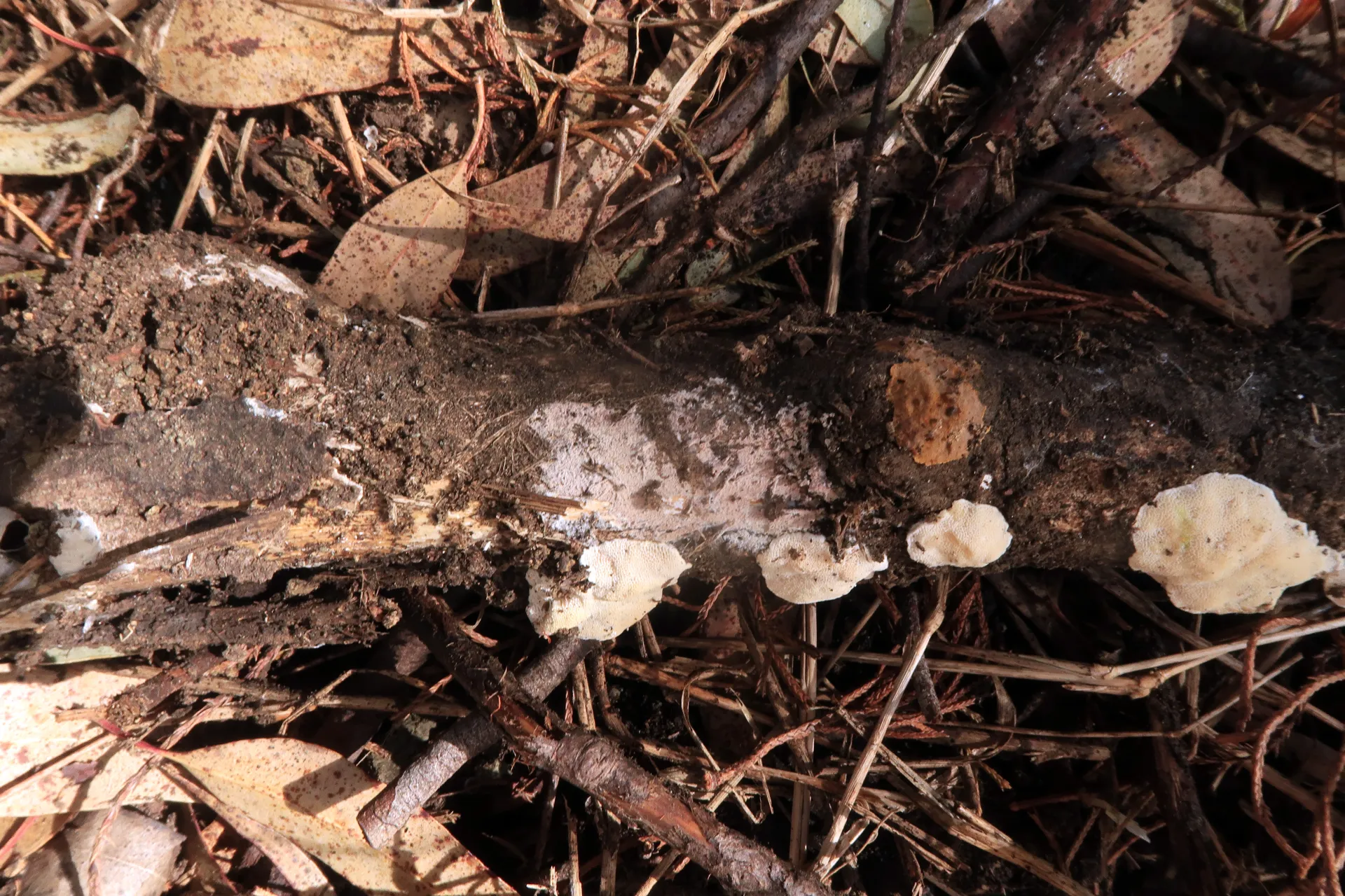 1 - Sobre Pinus occidentalis